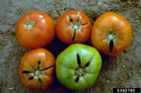tops of tomato fruits cracking