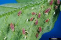 Potato aphids on a tomato leaf