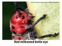 close-up of a red milkweed beetle eye showing antenna dividing eye in half