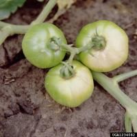 Green tomatoes with tops turning white due to sunscald