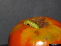 A tomato fruitworm emerging from a hole in a tomato