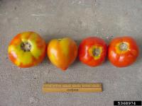 four ripe red tomatoes that have yellow tops due to yellow shoulder