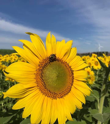 sunflower with bee and windmill in background