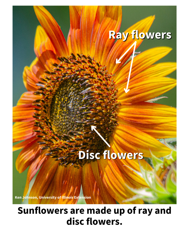 https://extension.illinois.edu/sites/default/files/sunflower_raydisc.png