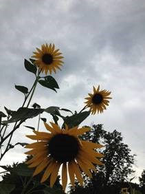 three sunflowers