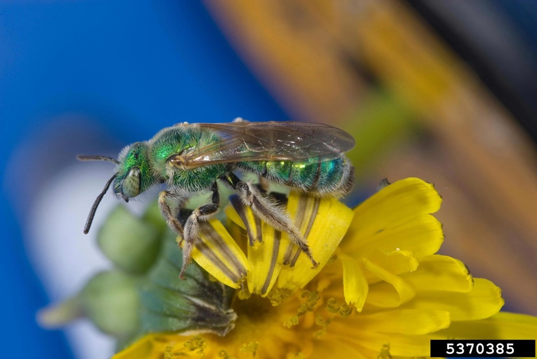 sweat bee on a dandelion flower. the sweat bee is an iridescent green color