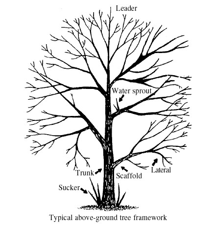 Diagram of tree shape