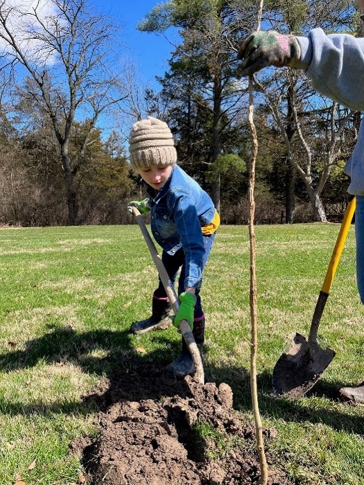 4-h member planting a tree