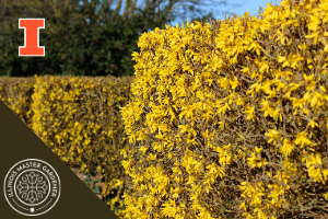 yellow forsythia hedge